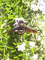 Xylocope violet - Xilocopa violacea (ph. Mrugala F., Ardeche, 02-2020)(3)